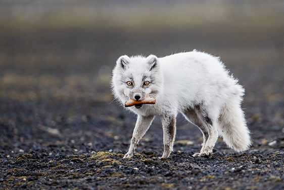 Arctic fox