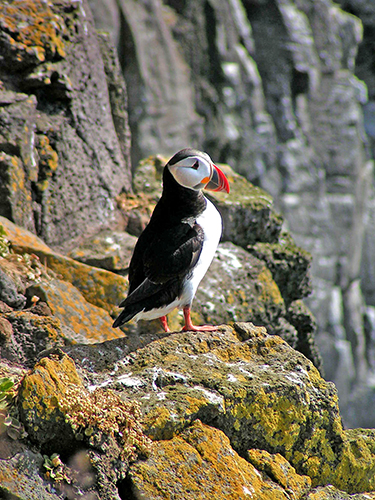 Atlantic puffin