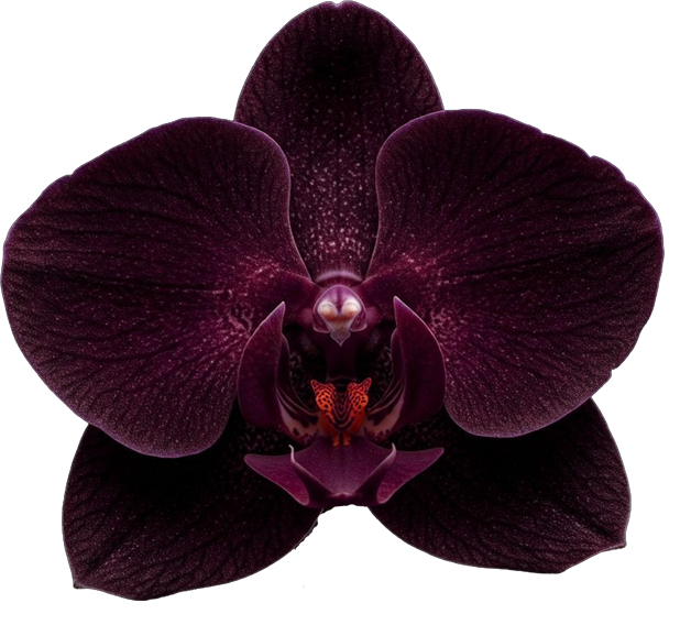 Phalaenopsis