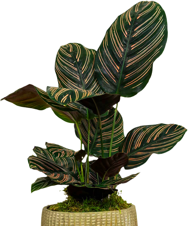 Calathea Ornata