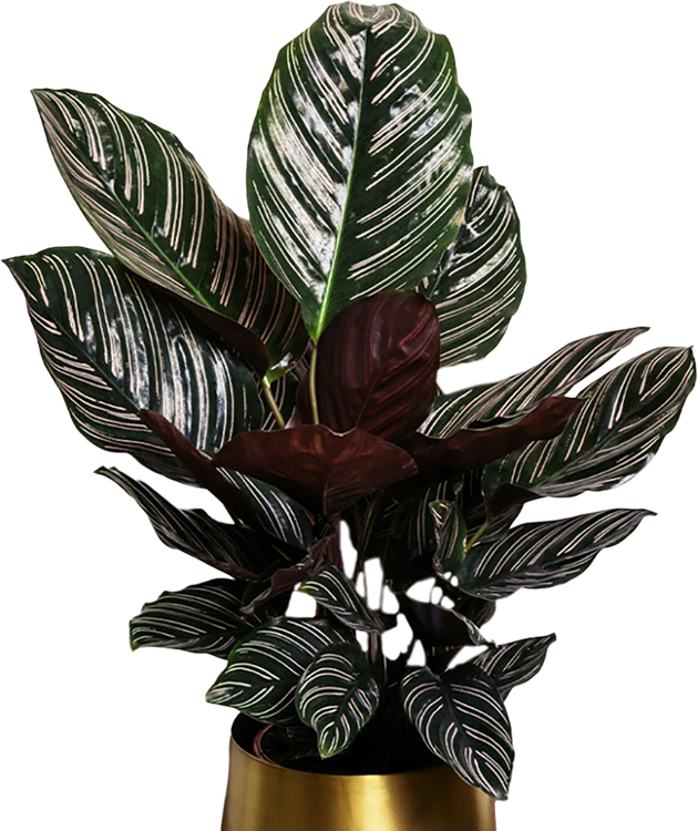 Calathea Ornata