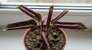 Zwijające się liście