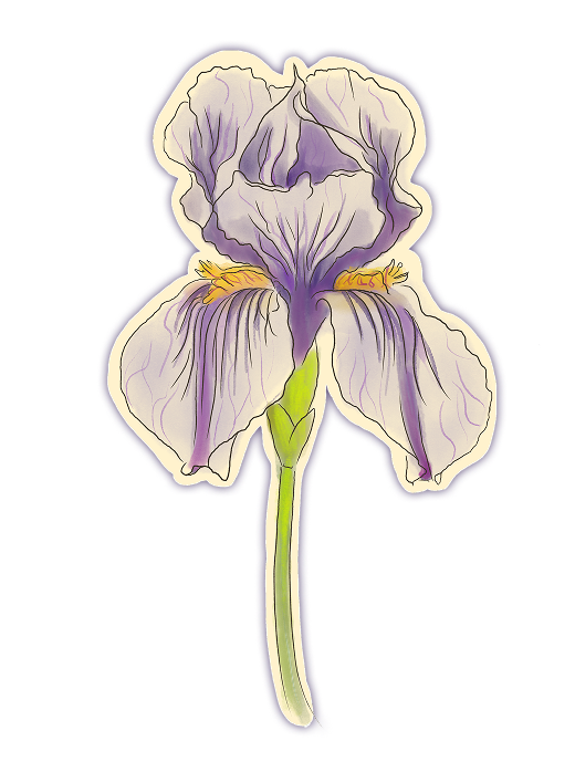Iris flower