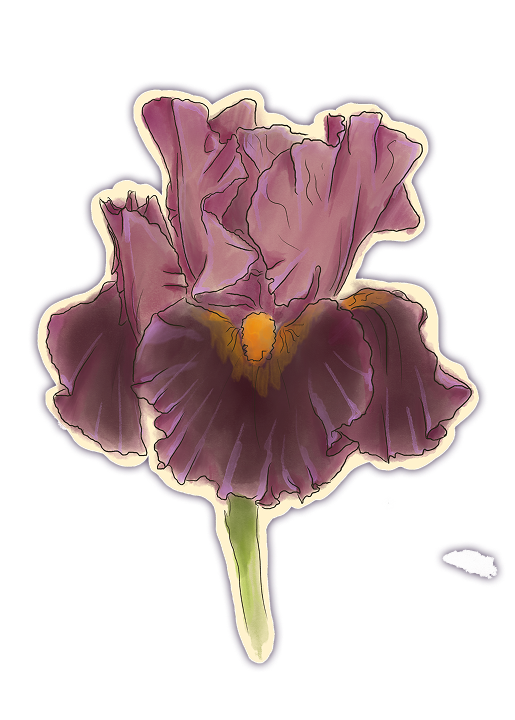 Iris Illustration