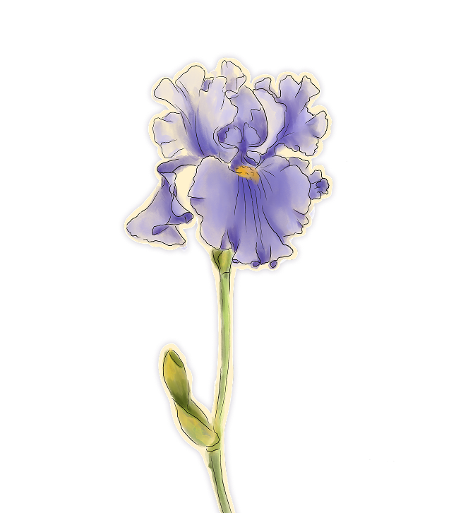 Iris Decoration