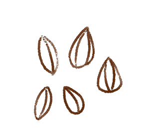 nasiona