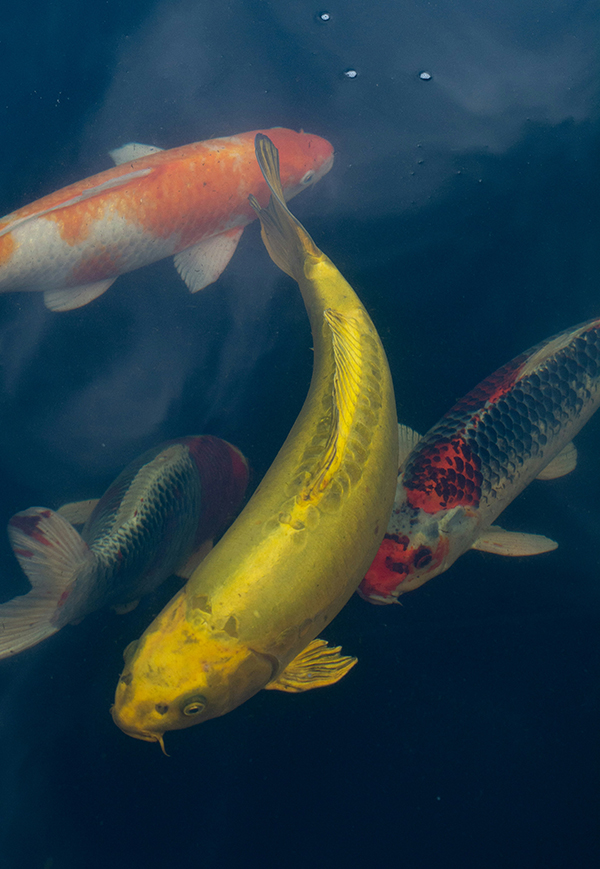 Koi fish 2