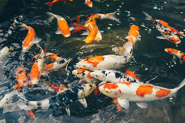 Koi fish 3
