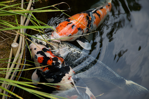 Koi fish 4