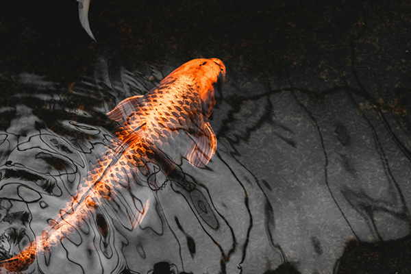 Koi fish 5