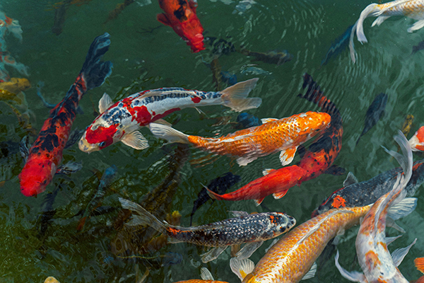 Koi fish 6