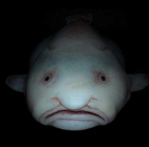 Blobfish