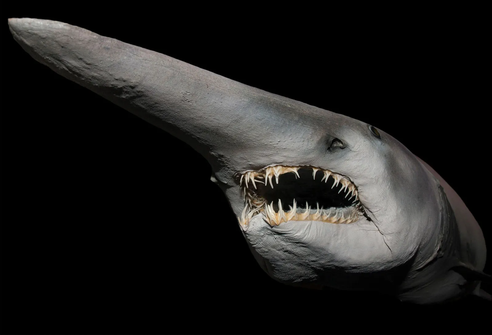 Goblin shark