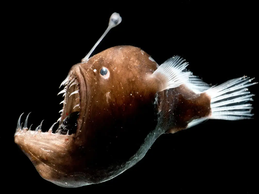 Anglerfish