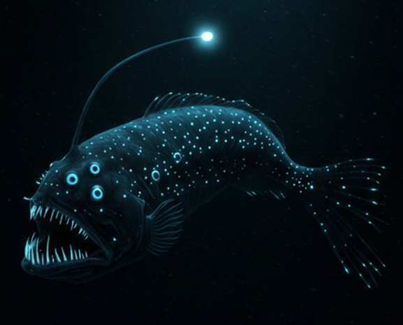 Anglerfish