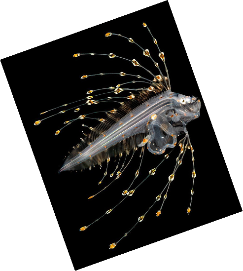 Cusk Eel