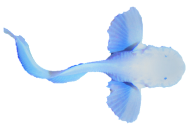 HADAL FISH