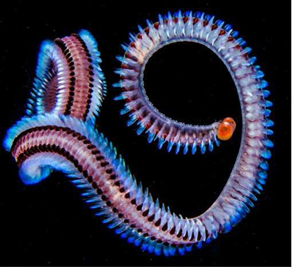 Polychaete Worms