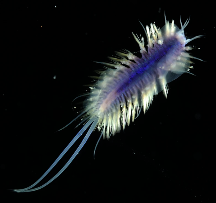 SEA CUCUMBERS