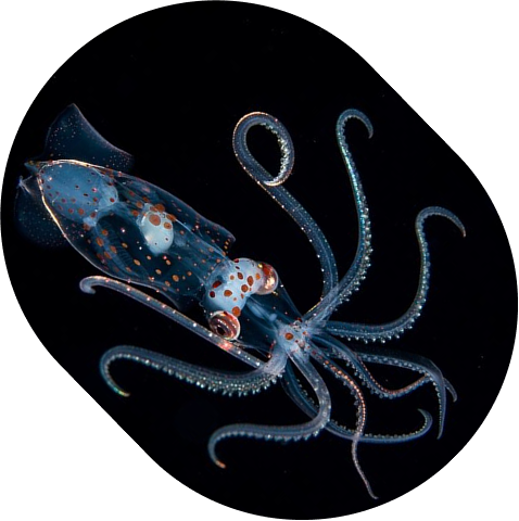 Squid