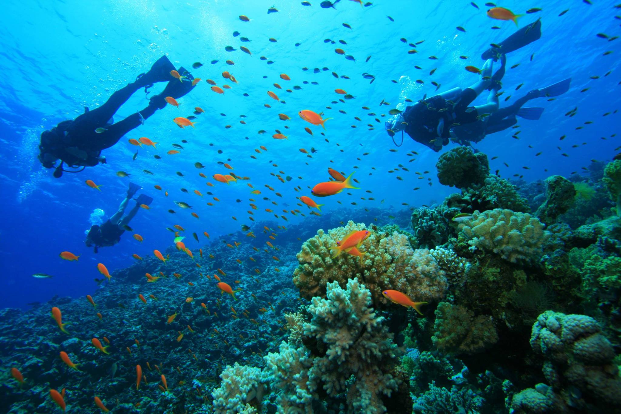 Reef Encounters