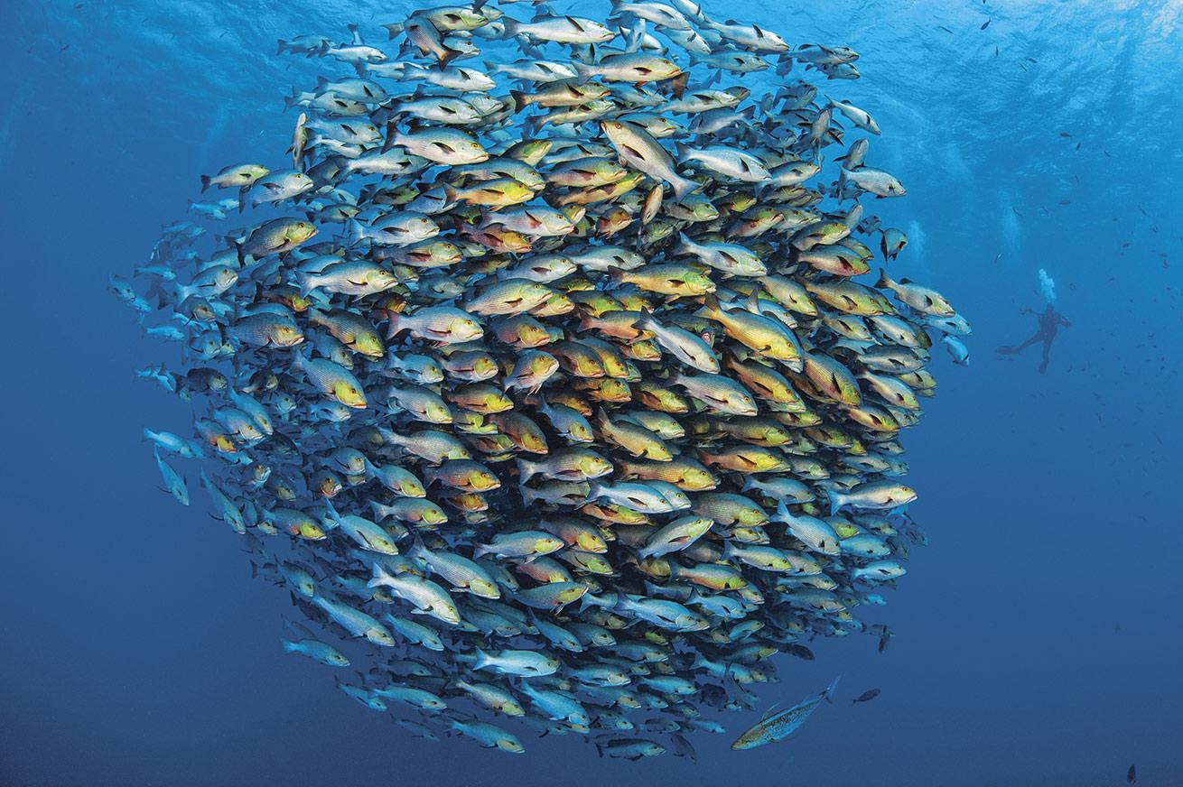 Schooling Fish