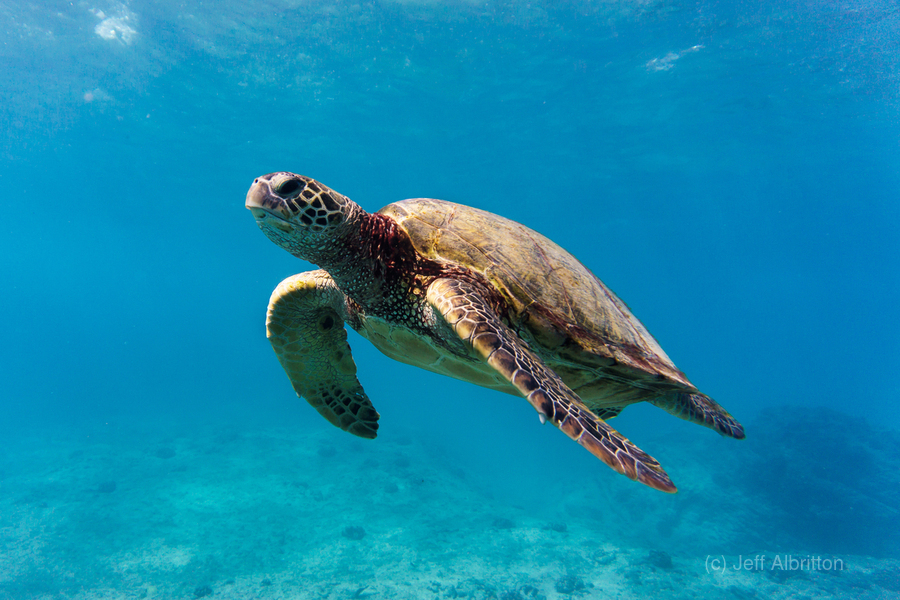 Sea Turtle Glide