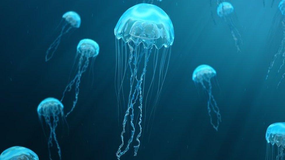meduza 2
