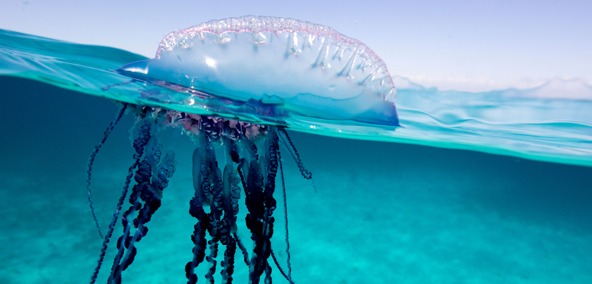 meduza 1