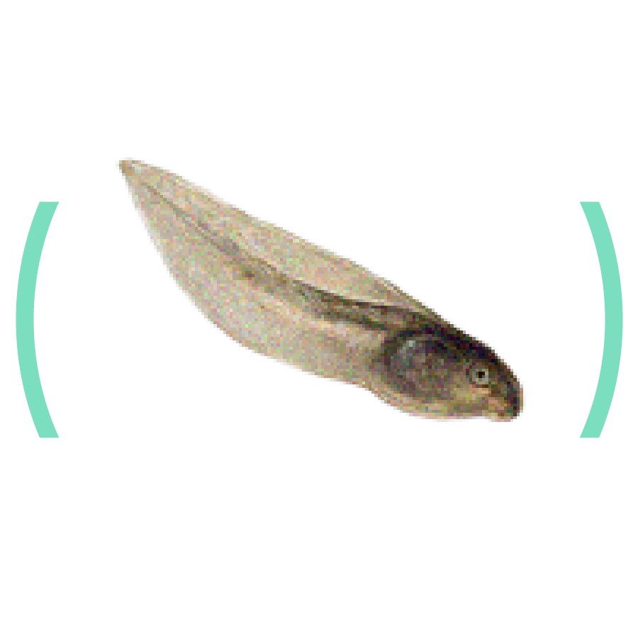 Kijanka