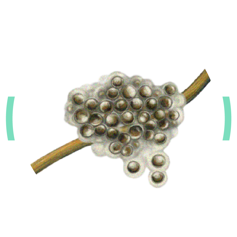Skrzek