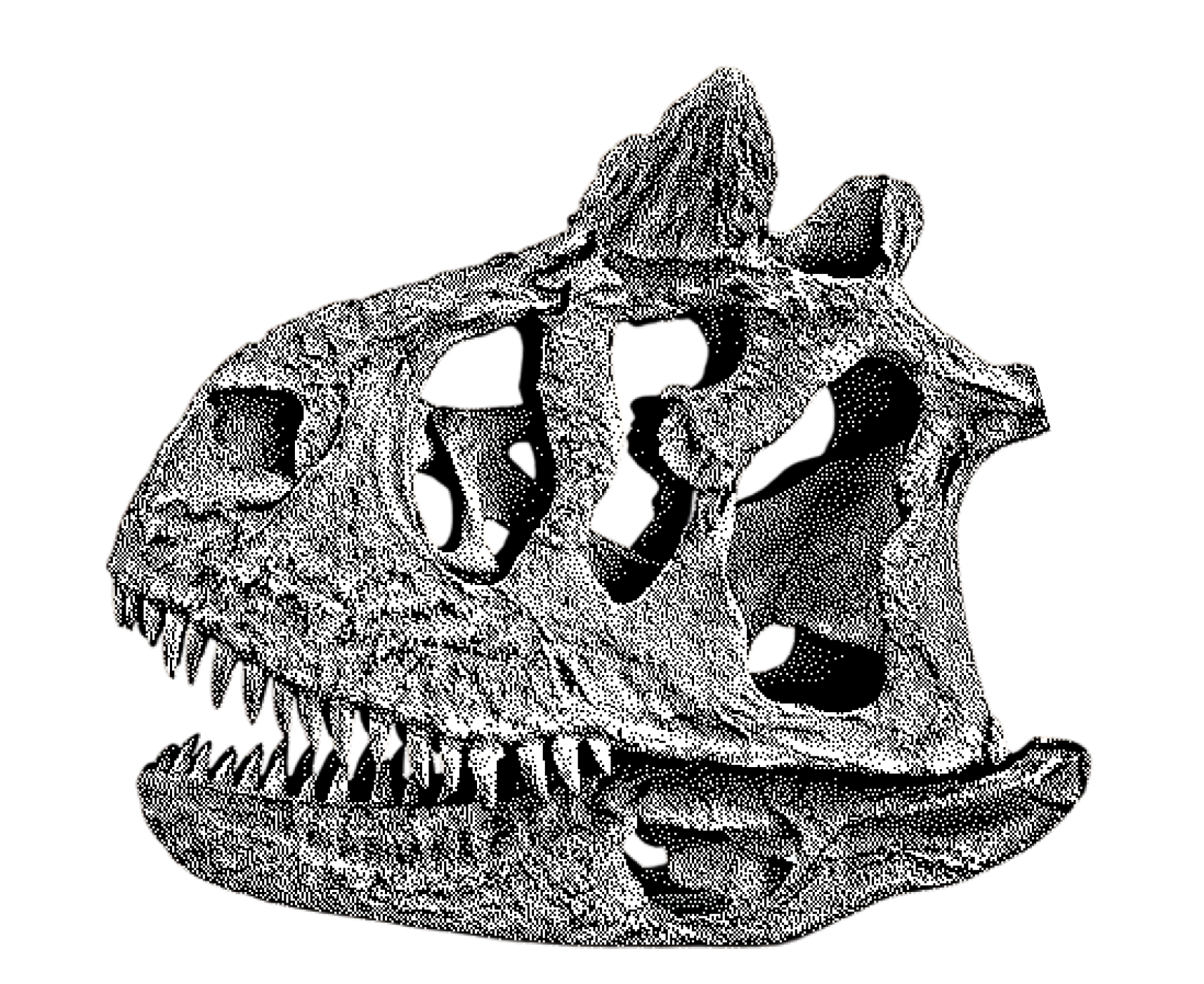 carnohead