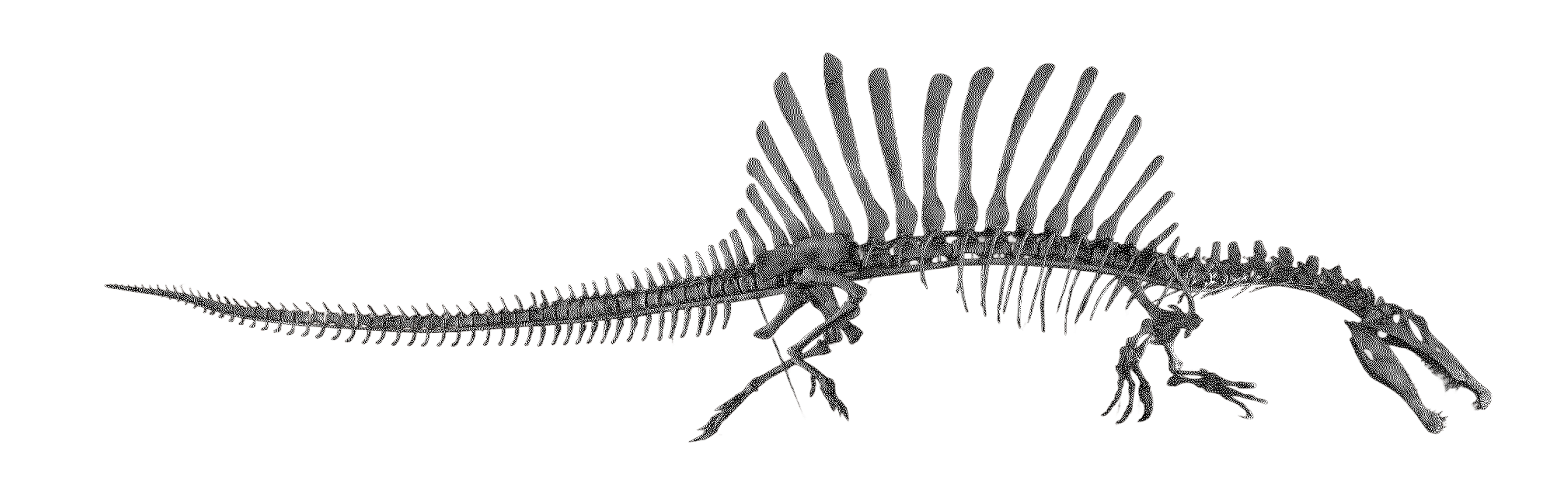 spino